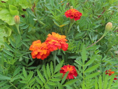 marigold flowers in garden